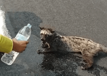 Part2 Animals Rescue #dogrescue #rescuedog #dogsofttiktok #foryoupage #foryou #dogs