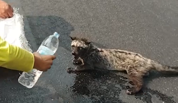 Part2 Animals Rescue #dogrescue #rescuedog #dogsofttiktok #foryoupage #foryou #dogs