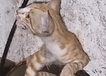 Part2 Animals Rescue #dogrescue #rescuedog #dogsofttiktok #foryoupage #foryou #dogs