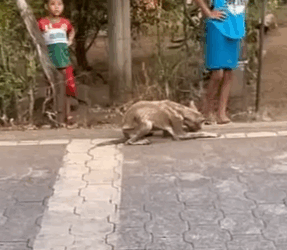 Part2 Animals Rescue #dogrescue #rescuedog #dogsofttiktok #foryoupage #foryou #dogs