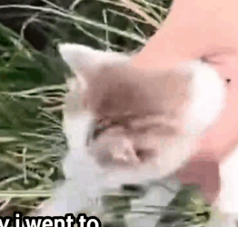 Part2 Animals Rescue #dogrescue #rescuedog #dogsofttiktok #foryoupage #foryou #dogs