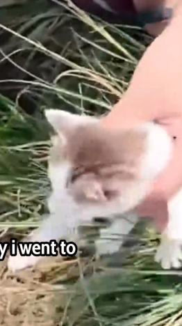 Part2 Animals Rescue #dogrescue #rescuedog #dogsofttiktok #foryoupage #foryou #dogs