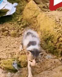 Part2 Animals Rescue #dogrescue #rescuedog #dogsofttiktok #foryoupage #foryou #dogs