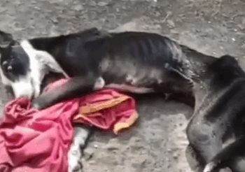 Part2 Animals Rescue #dogrescue #rescuedog #dogsofttiktok #foryoupage #foryou #dogs