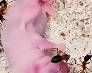 couple saved helpless baby sugar glider raised it_part2