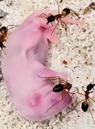 couple saved helpless baby sugar glider raised it_part2