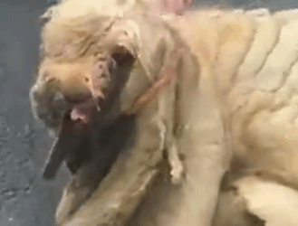 Part2 Animals Rescue #dogrescue #rescuedog #dogsofttiktok #foryoupage #foryou #dogs