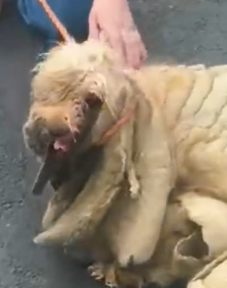 Part2 Animals Rescue #dogrescue #rescuedog #dogsofttiktok #foryoupage #foryou #dogs