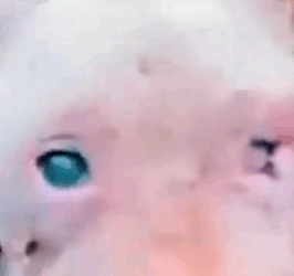 Part2 Animals Rescue #dogrescue #rescuedog #dogsofttiktok #foryoupage #foryou #dogs