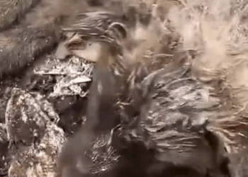 Part2 Animals Rescue #dogrescue #rescuedog #dogsofttiktok #foryoupage #foryou #dogs