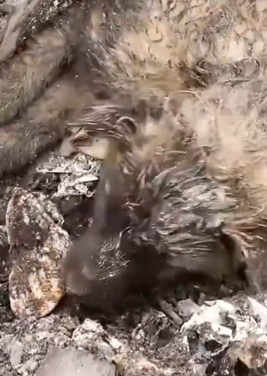 Part2 Animals Rescue #dogrescue #rescuedog #dogsofttiktok #foryoupage #foryou #dogs