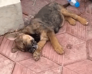 Part2 Animals Rescue #dogrescue #rescuedog #dogsofttiktok #foryoupage #foryou #dogs