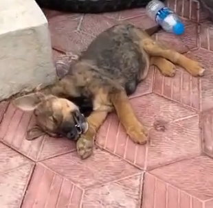 Part2 Animals Rescue #dogrescue #rescuedog #dogsofttiktok #foryoupage #foryou #dogs