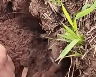 Part2 Animals Rescue #dogrescue #rescuedog #dogsofttiktok #foryoupage #foryou #dogs