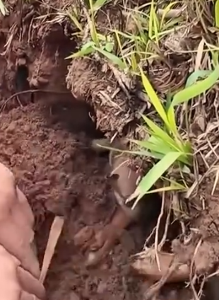 Part2 Animals Rescue #dogrescue #rescuedog #dogsofttiktok #foryoupage #foryou #dogs