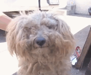 Part2 Animals Rescue #dogrescue #rescuedog #dogsofttiktok #foryoupage #foryou #dogs