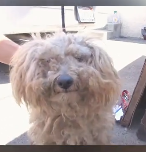 Part2 Animals Rescue #dogrescue #rescuedog #dogsofttiktok #foryoupage #foryou #dogs