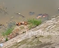 After the rain, I went to the lake to check and saw a puppy lying motionless in the lake_part2