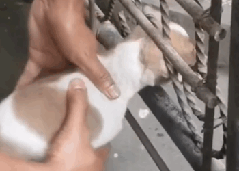 Part2 Animals Rescue #dogrescue #rescuedog #dogsofttiktok #foryoupage #foryou #dogs