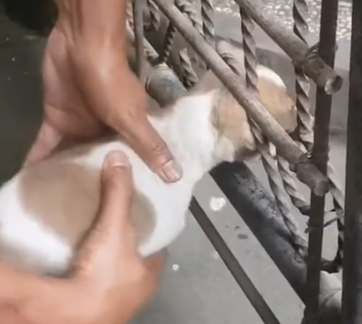 Part2 Animals Rescue #dogrescue #rescuedog #dogsofttiktok #foryoupage #foryou #dogs