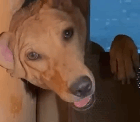 Part2 Animals Rescue #dogrescue #rescuedog #dogsofttiktok #foryoupage #foryou #dogs