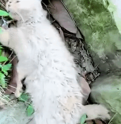 It collapsed in front of us… shaking and cold_part2