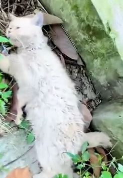 It collapsed in front of us… shaking and cold_part2