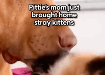 He didn’t know what to do with kittens — now he’s their favorite pillow 😭❤️ When Charli started rescuing kittens_part2