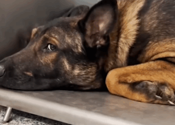 He was so scared to stand up until he saw his siblings again_part2