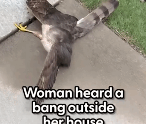 Part2 Animals Rescue #dogrescue #rescuedog #dogsofttiktok #foryoupage #foryou #dogs