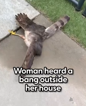 Part2 Animals Rescue #dogrescue #rescuedog #dogsofttiktok #foryoupage #foryou #dogs