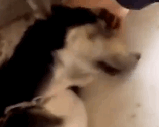 Part2 Animals Rescue #dogrescue #rescuedog #dogsofttiktok #foryoupage #foryou #dogs