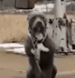 Part2 Animals Rescue #dogrescue #rescuedog #dogsofttiktok #foryoupage #foryou #dogs