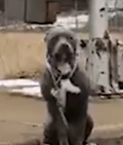 Part2 Animals Rescue #dogrescue #rescuedog #dogsofttiktok #foryoupage #foryou #dogs