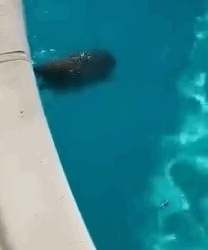 Part2 Animals Rescue #dogrescue #rescuedog #dogsofttiktok #foryoupage #foryou #dogs