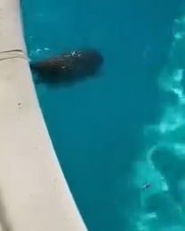 Part2 Animals Rescue #dogrescue #rescuedog #dogsofttiktok #foryoupage #foryou #dogs