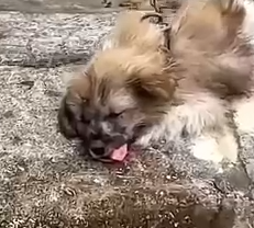 Part2 Animals Rescue #dogrescue #rescuedog #dogsofttiktok #foryoupage #foryou #dogs