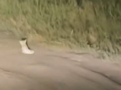 Part2 Animals Rescue #dogrescue #rescuedog #dogsofttiktok #foryoupage #foryou #dogs