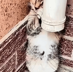 Part2 Animals Rescue #dogrescue #rescuedog #dogsofttiktok #foryoupage #foryou #dogs