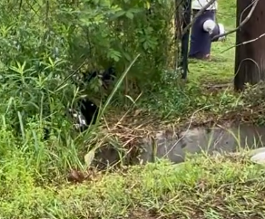 Part2 Animals Rescue #dogrescue #rescuedog #dogsofttiktok #foryoupage #foryou #dogs