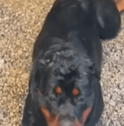 Part2 Animals Rescue #dogrescue #rescuedog #dogsofttiktok #foryoupage #foryou #dogs