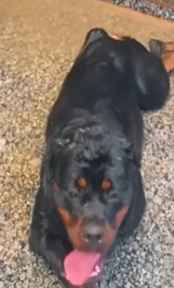 Part2 Animals Rescue #dogrescue #rescuedog #dogsofttiktok #foryoupage #foryou #dogs