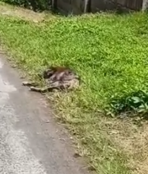 Part2 Animals Rescue #dogrescue #rescuedog #dogsofttiktok #foryoupage #foryou #dogs