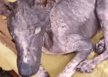 Part2 Animals Rescue #dogrescue #rescuedog #dogsofttiktok #foryoupage #foryou #dogs