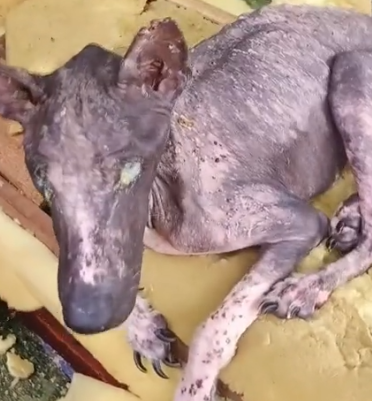 Part2 Animals Rescue #dogrescue #rescuedog #dogsofttiktok #foryoupage #foryou #dogs