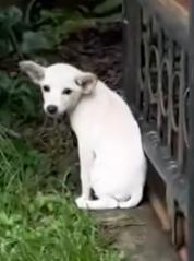 Part2 Animals Rescue #dogrescue #rescuedog #dogsofttiktok #foryoupage #foryou #dogs