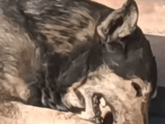 Part2 Animals Rescue #dogrescue #rescuedog #dogsofttiktok #foryoupage #foryou #dogs