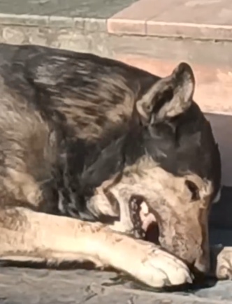 Part2 Animals Rescue #dogrescue #rescuedog #dogsofttiktok #foryoupage #foryou #dogs