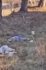 Part2 Animals Rescue #dogrescue #rescuedog #dogsofttiktok #foryoupage #foryou #dogs