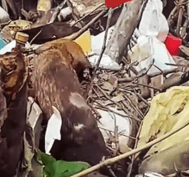 Part2 Animals Rescue #dogrescue #rescuedog #dogsofttiktok #foryoupage #foryou #dogs